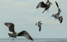Article Image for Community Initiatives for Ocean Conservation