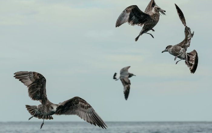 Article Image for Community Initiatives for Ocean Conservation