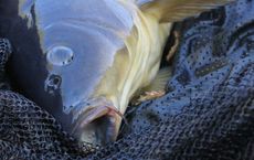 Article Image for Sustainable Seafood Sourcing for the Yacht Galley